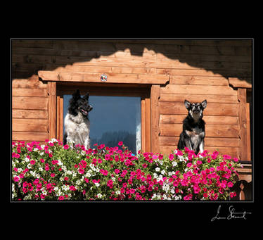 Two Dogs, Austrian Alps
