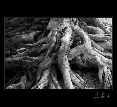 Tree Root, Fraser Island