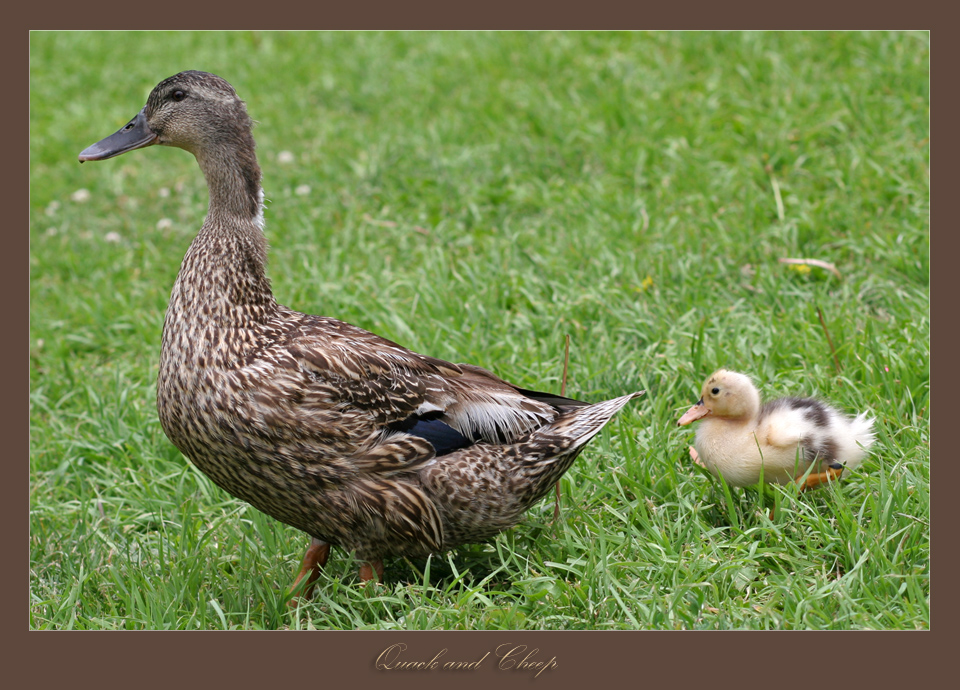 'Quack'  and 'Cheep'