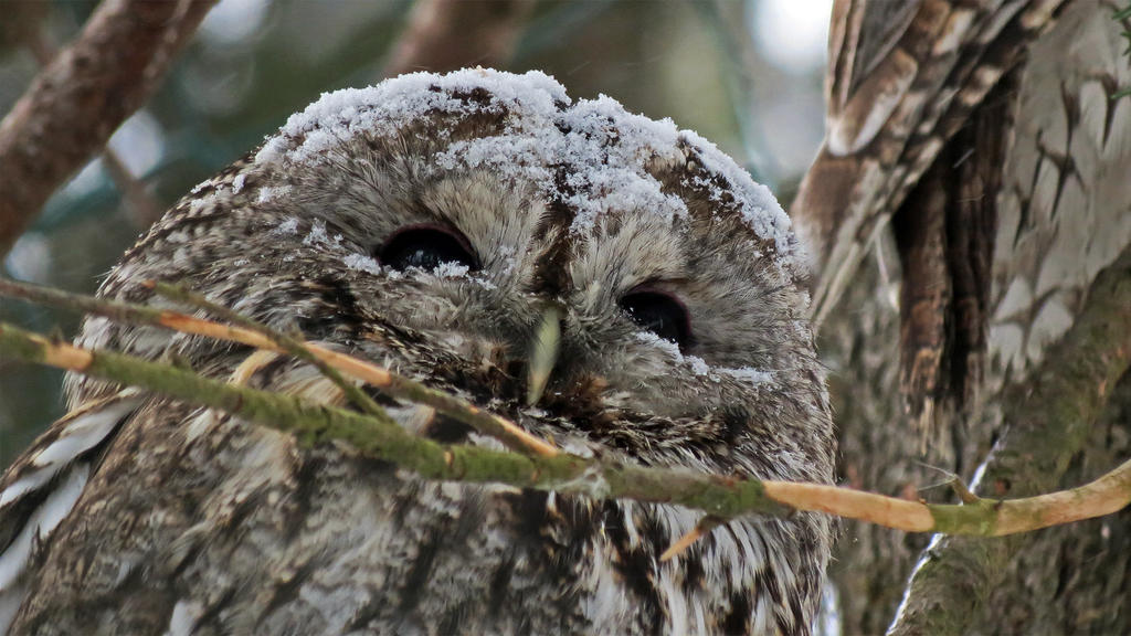 Tawny owl