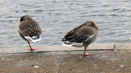 Two Geese