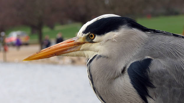 The Eye Of The Heron