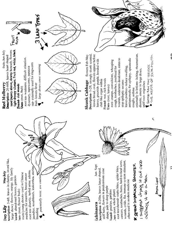 Forage Draw forage zine pg 12 by wehavethis on DeviantArt
