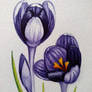 Crocus