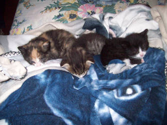 The new kittens