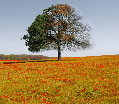 Seasons Tree