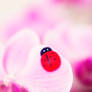 Ladybug..