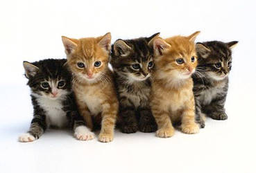 5 little Kittens