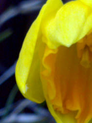 daffodil 2