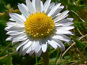 a Daisy