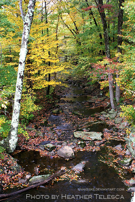 Autumn Stream