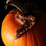Snakes on a Pumpkin
