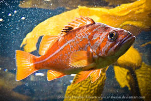 Canary Rockfish