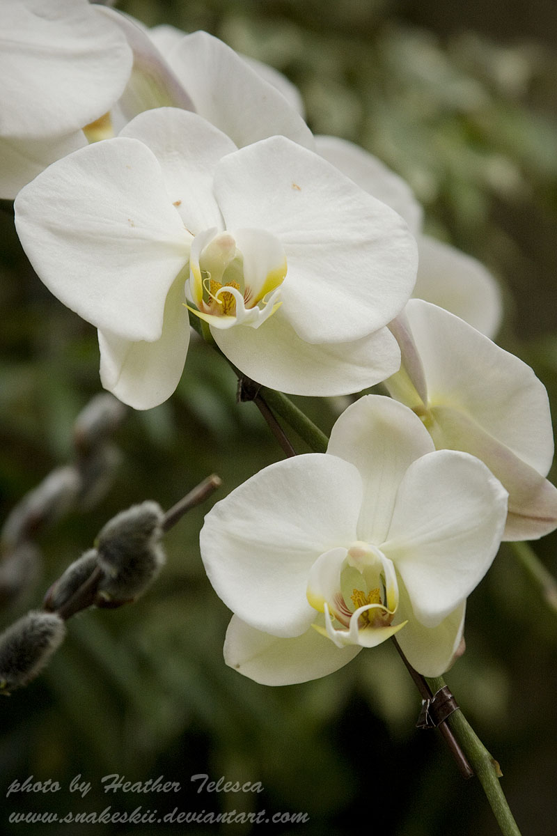 White Orchids