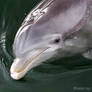 Dolphin Hello