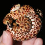 Dot and Zot in Knot
