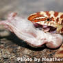 Snake Snack