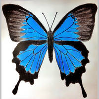 Ulysses Butterfly