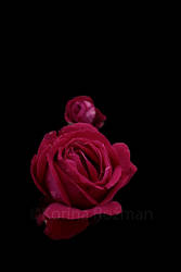 rose02