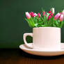 Tulips in a cup