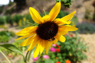 Bee on a shady sunflower