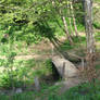 A bridge in the forest