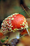 Red mushroom by xILOONA