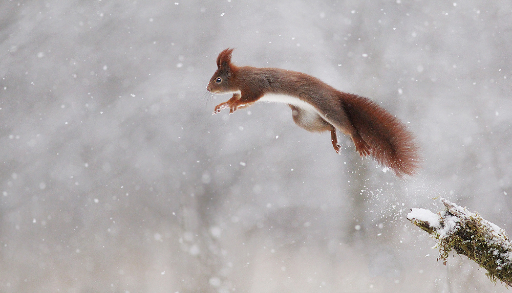 Snow Rocket by JulianRad Snow Rocket by JulianRad