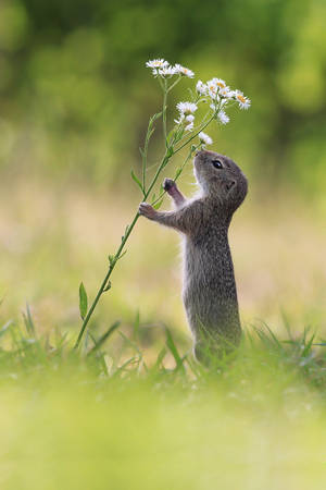 Flower Dance by JulianRad