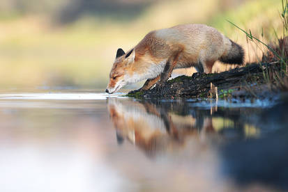 Reflections of a Red Fox