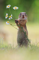 A Handful of Flowers