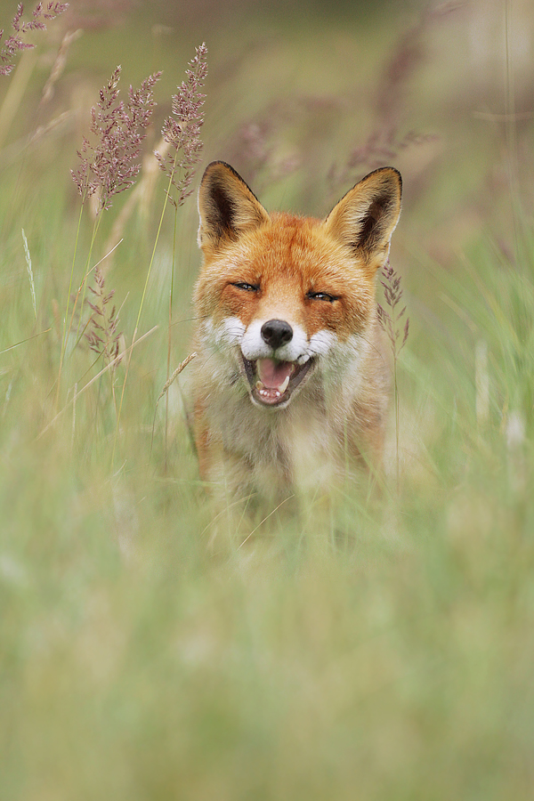 Happy Fox