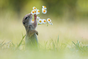 European Ground Squirrel