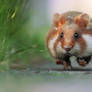 Hamster on a Mission