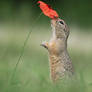 Ground Squirrel and Poppy