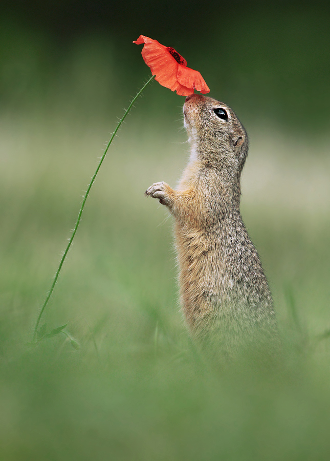 Ground Squirrel and Poppy