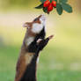 Hamster and Rosehips