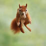 Acrobat