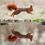 Acrobat