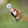 Hamster and Blowball