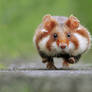 Hamster in a hurry