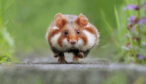 Hamster in a hurry