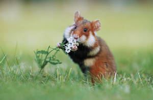 European Hamster