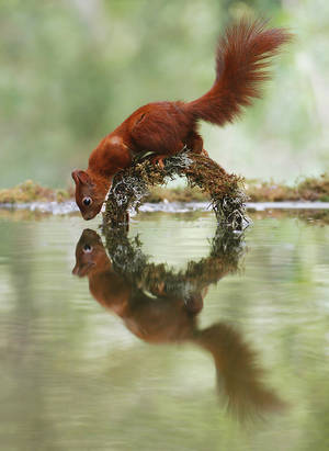 The Ring... by JulianRad The Ring... by JulianRad