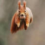 Leaping Squirrel
