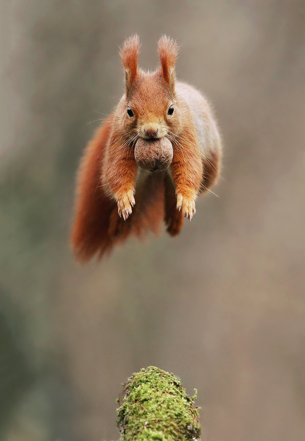 Leaping Squirrel by JulianRad