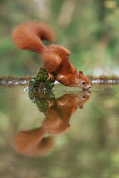 Yoga Squirrel