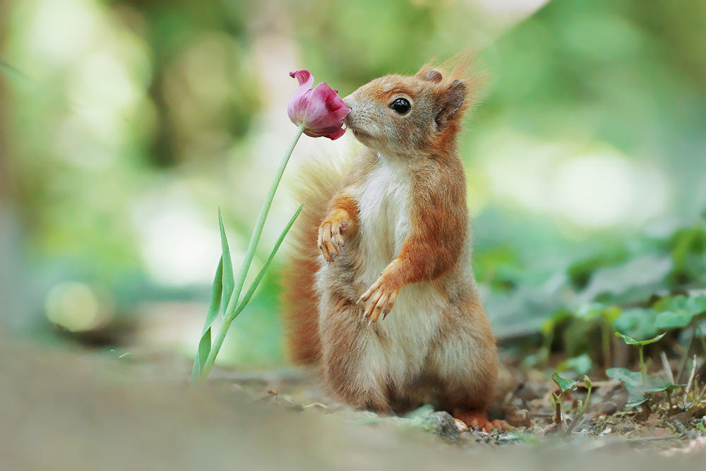 Smell of Spring.. by JulianRad Smell of Spring.. by JulianRad