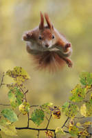 Supersquirrel