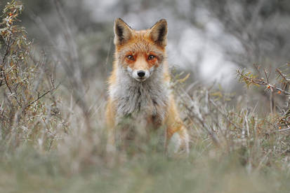 Red Fox